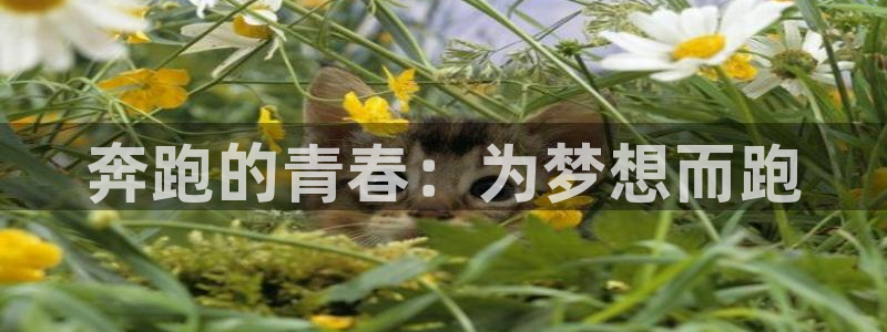 3377体育在线：奔跑的青春：为梦想而跑